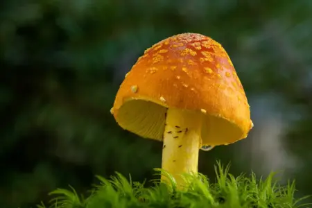 Close-up view of a vibrant orange mushroom with a textured cap in a lush forest setting.