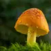 Close-up view of a vibrant orange mushroom with a textured cap in a lush forest setting.