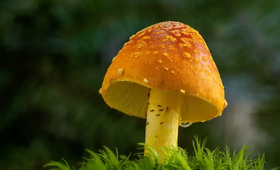 Close-up view of a vibrant orange mushroom with a textured cap in a lush forest setting.