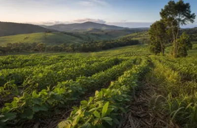 Agricultura regenerativa em Minas Gerais em 2026: guia prático