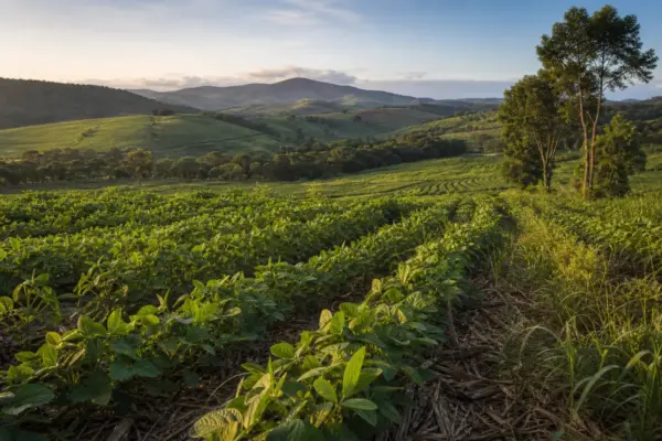 Agricultura regenerativa em Minas Gerais em 2026: guia prático