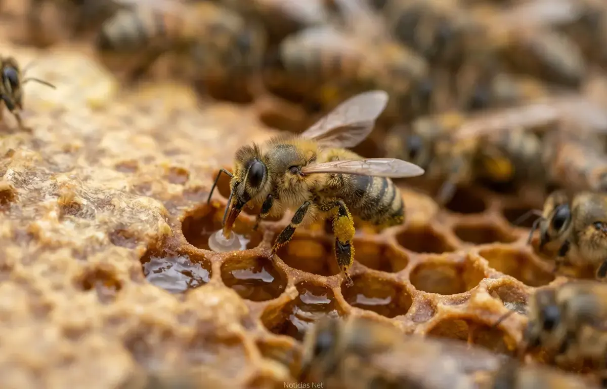 Como as abelhas produzem mel? Descubra o processo que sustenta a natureza e a alimentação