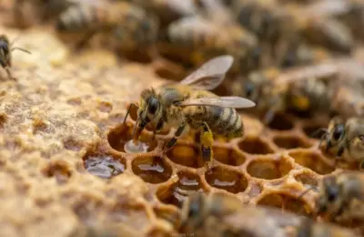 Como as abelhas produzem mel? Descubra o processo que sustenta a natureza e a alimentação