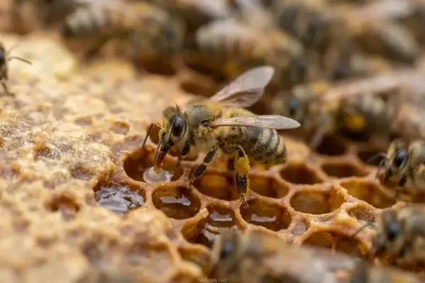 Como as abelhas produzem mel? Descubra o processo que sustenta a natureza e a alimentação